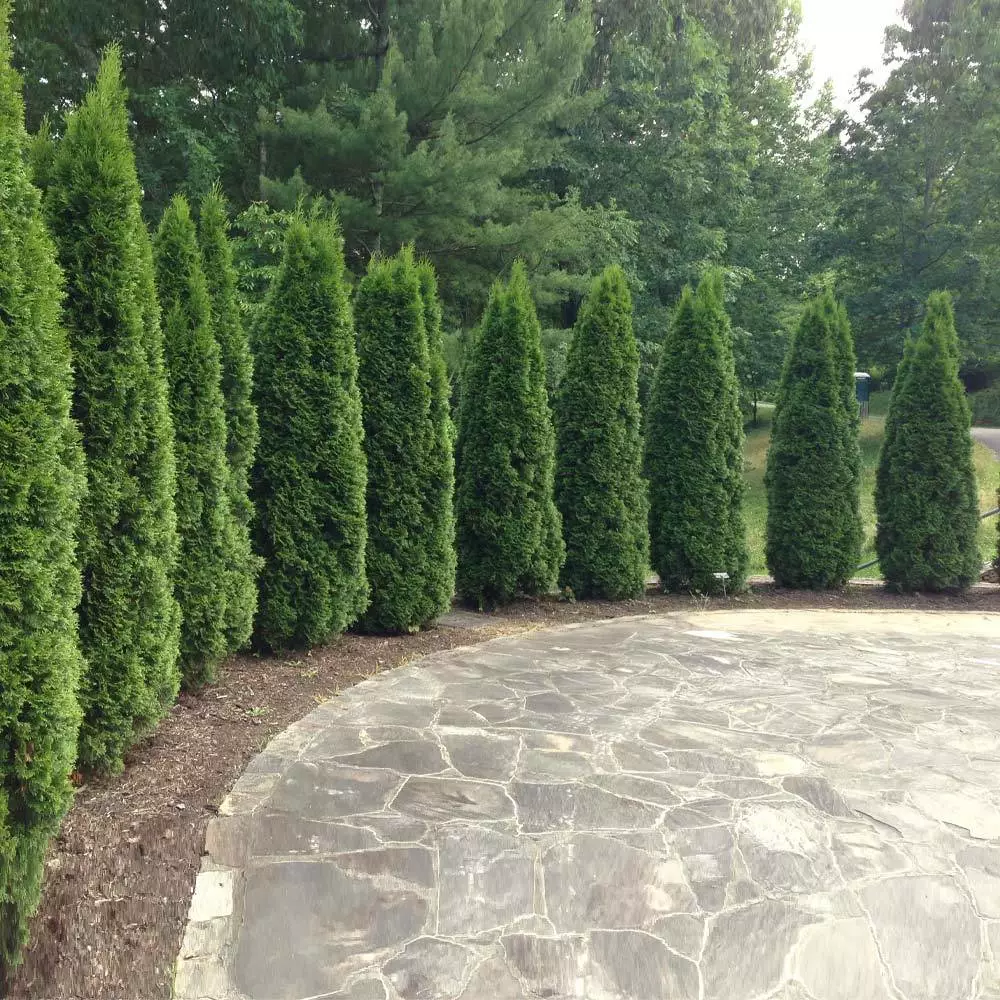Brighter Blooms Emerald Green Thuja Tree Evergreen & Privacy 3 Brighter Blooms Emerald Green Thuja Tree Evergreen & Privacy