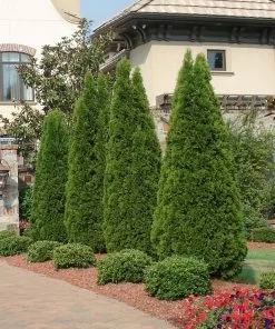 NO WARRANTY Emerald Green Thuja Tree Plants For Clay Soil