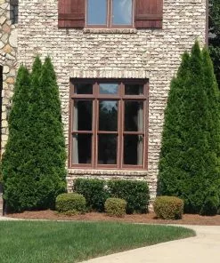 Brighter Blooms Emerald Green Thuja Tree Evergreen & Privacy 7 Brighter Blooms Emerald Green Thuja Tree Evergreen & Privacy