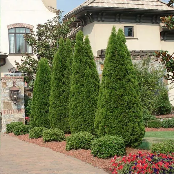 Brighter Blooms Emerald Green Thuja Tree Evergreen & Privacy 1 Brighter Blooms Emerald Green Thuja Tree Evergreen & Privacy