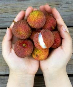 Brighter Blooms Emperor Lychee Tree 8 Brighter Blooms Emperor Lychee Tree