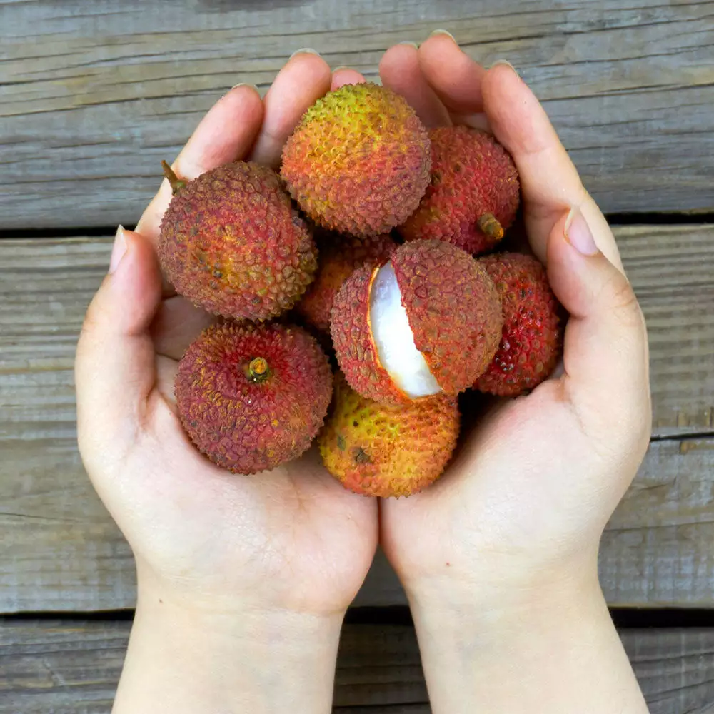 Brighter Blooms Emperor Lychee Tree 4 Brighter Blooms Emperor Lychee Tree