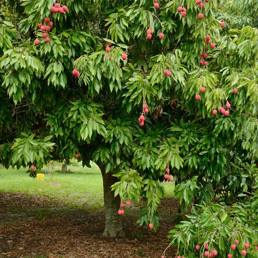 Brighter Blooms Emperor Lychee Tree 3 Brighter Blooms Emperor Lychee Tree