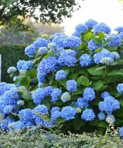 Brighter Blooms Shrubs & Hedges Endless Summer® Hydrangea Shrub
