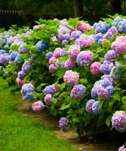 Brighter Blooms Shrubs & Hedges Endless Summer® Hydrangea Shrub 9 Brighter Blooms Shrubs & Hedges Endless Summer® Hydrangea Shrub