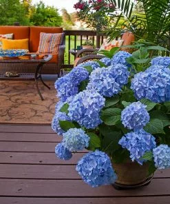 Brighter Blooms Shrubs & Hedges Endless Summer® Hydrangea Shrub 8 Brighter Blooms Shrubs & Hedges Endless Summer® Hydrangea Shrub