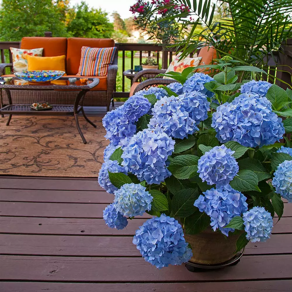 Brighter Blooms Shrubs & Hedges Endless Summer® Hydrangea Shrub 3 Brighter Blooms Shrubs & Hedges Endless Summer® Hydrangea Shrub