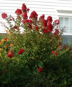 Brighter Blooms Enduring Summer Red Crape Myrtle Shrub Shrubs & Hedges