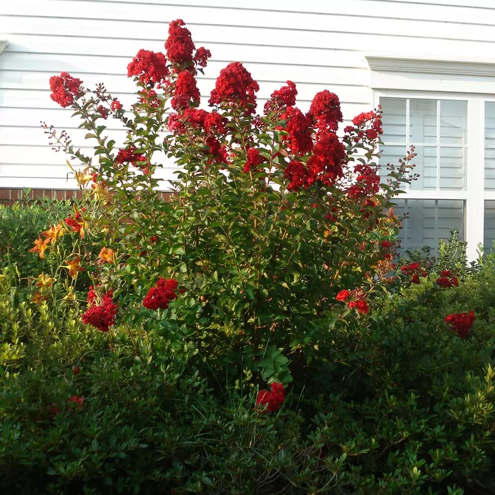 Brighter Blooms Enduring Summer Red Crape Myrtle Shrub Shrubs & Hedges 2 Brighter Blooms Enduring Summer Red Crape Myrtle Shrub Shrubs & Hedges