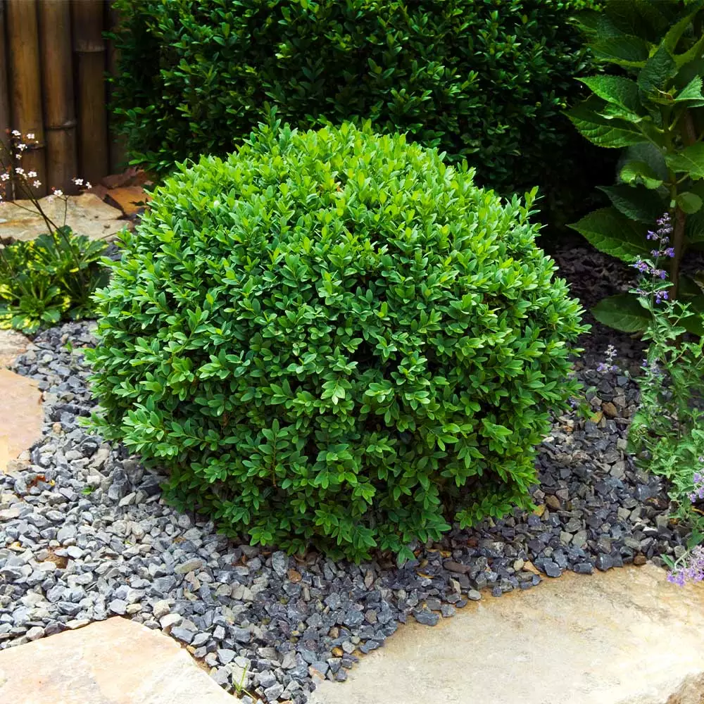 Brighter Blooms Dwarf English Boxwood Shrub Shrubs & Hedges 2 Brighter Blooms Dwarf English Boxwood Shrub Shrubs & Hedges