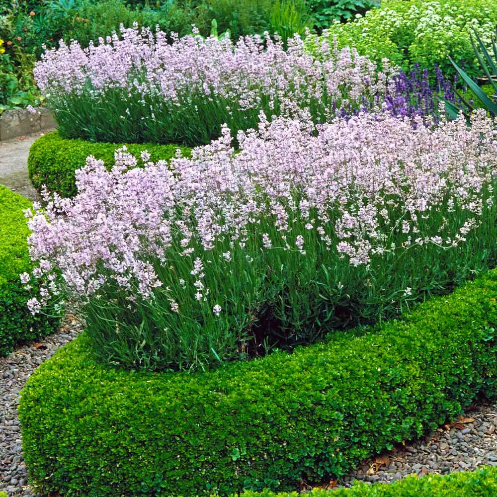 Brighter Blooms Dwarf English Boxwood Shrub Shrubs & Hedges 5 Brighter Blooms Dwarf English Boxwood Shrub Shrubs & Hedges