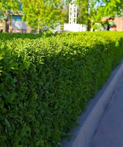 Brighter Blooms Dwarf English Boxwood Shrub Shrubs & Hedges 9 Brighter Blooms Dwarf English Boxwood Shrub Shrubs & Hedges