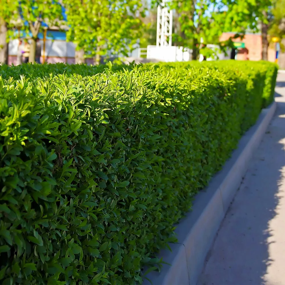 Brighter Blooms Dwarf English Boxwood Shrub Shrubs & Hedges 4 Brighter Blooms Dwarf English Boxwood Shrub Shrubs & Hedges