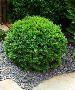 Brighter Blooms Dwarf English Boxwood Shrub Shrubs & Hedges