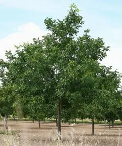 Brighter Blooms Fruit Trees Carpathian English Walnut Tree 8 Brighter Blooms Fruit Trees Carpathian English Walnut Tree