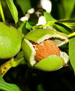 Brighter Blooms Fruit Trees Carpathian English Walnut Tree
