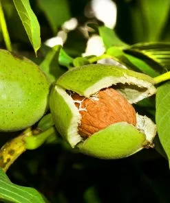 Brighter Blooms Fruit Trees Carpathian English Walnut Tree