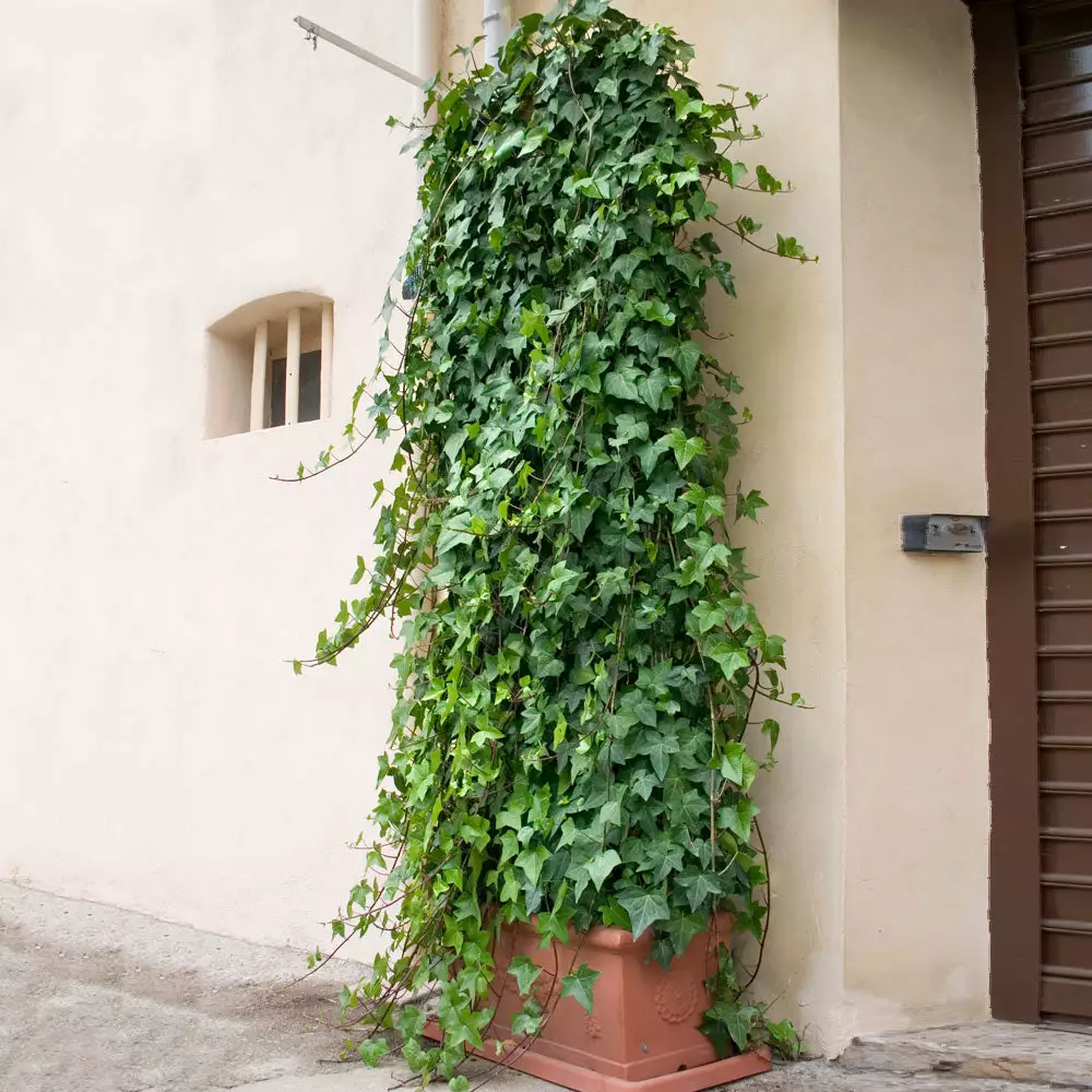 Brighter Blooms English Ivy 4 Brighter Blooms English Ivy