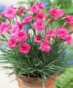 Brighter Blooms Scent First® Eternity Dianthus 5 Brighter Blooms Scent First® Eternity Dianthus