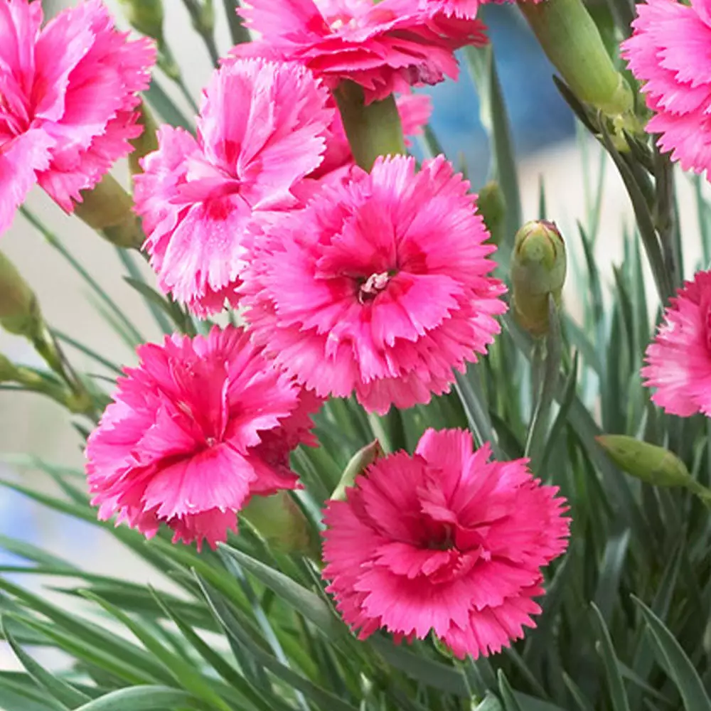 Brighter Blooms Scent First® Eternity Dianthus 2 Brighter Blooms Scent First® Eternity Dianthus