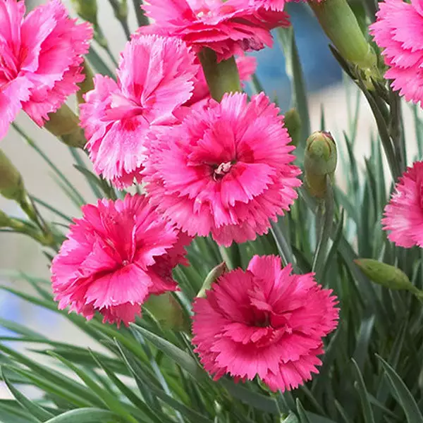 Brighter Blooms Scent First® Eternity Dianthus 1 Brighter Blooms Scent First® Eternity Dianthus