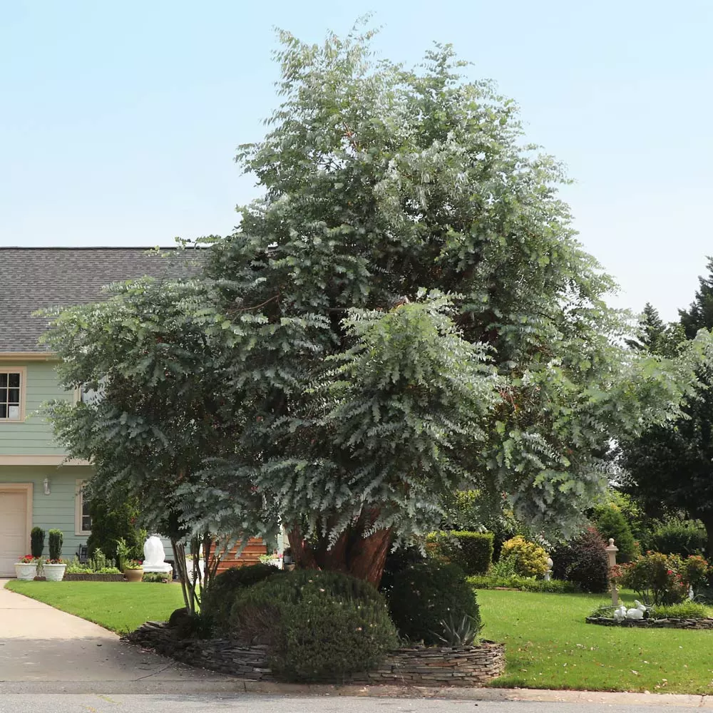 Brighter Blooms Evergreen & Privacy Eucalyptus Plant 2 Brighter Blooms Evergreen & Privacy Eucalyptus Plant