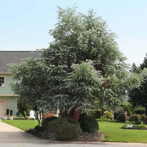 Brighter Blooms Evergreen & Privacy Eucalyptus Plant 1 Brighter Blooms Evergreen & Privacy Eucalyptus Plant