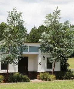 Brighter Blooms Evergreen & Privacy Eucalyptus Plant 5 Brighter Blooms Evergreen & Privacy Eucalyptus Plant