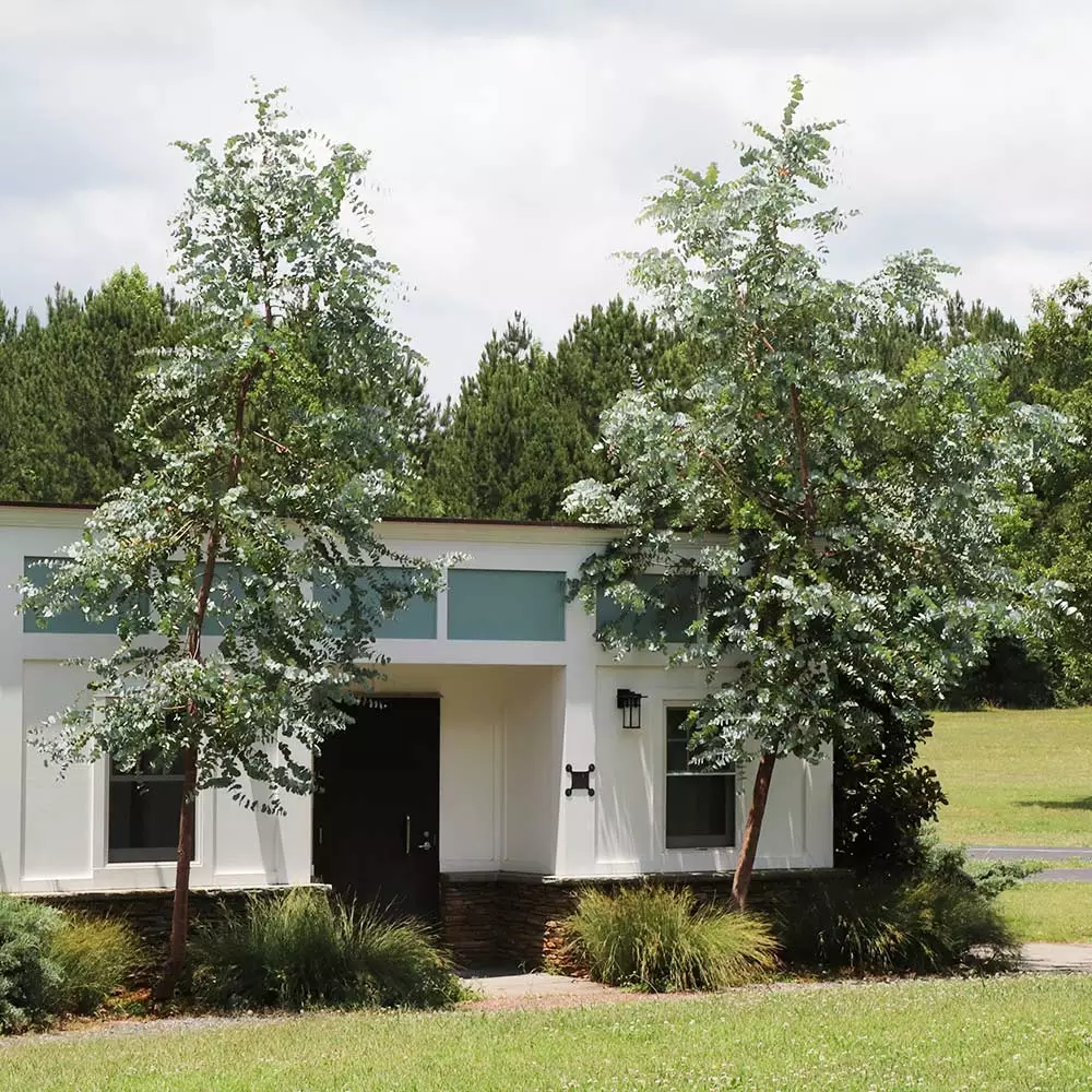 Brighter Blooms Evergreen & Privacy Eucalyptus Plant 3 Brighter Blooms Evergreen & Privacy Eucalyptus Plant