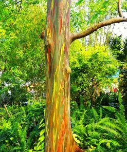 Brighter Blooms Rainbow Eucalyptus Tree