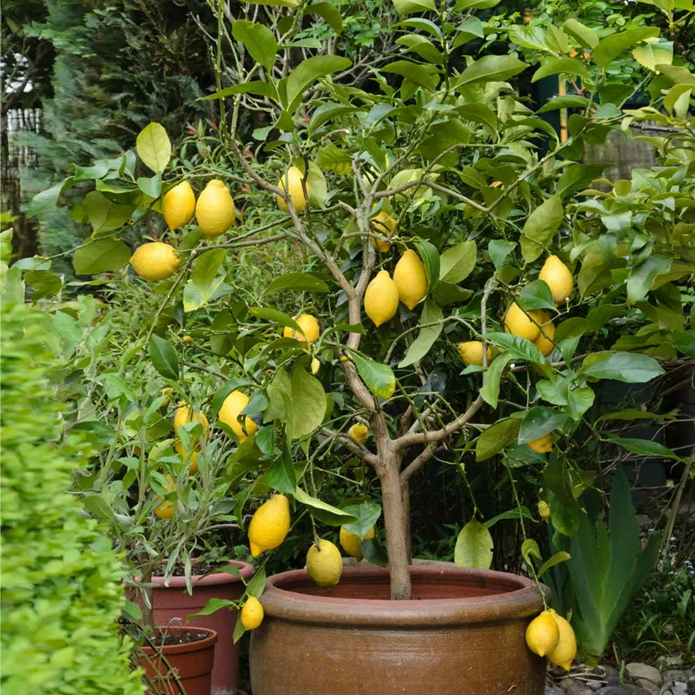 Brighter Blooms Eureka Lemon Tree New Trees 1 Brighter Blooms Eureka Lemon Tree New Trees