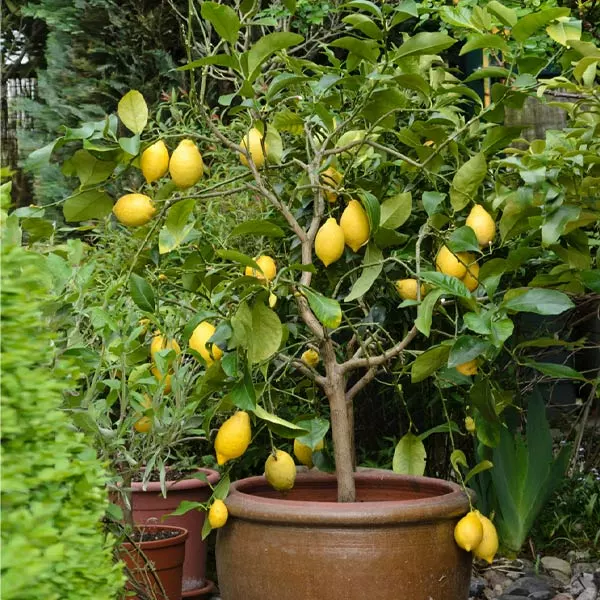 Brighter Blooms Eureka Lemon Tree New Trees 2 Brighter Blooms Eureka Lemon Tree New Trees