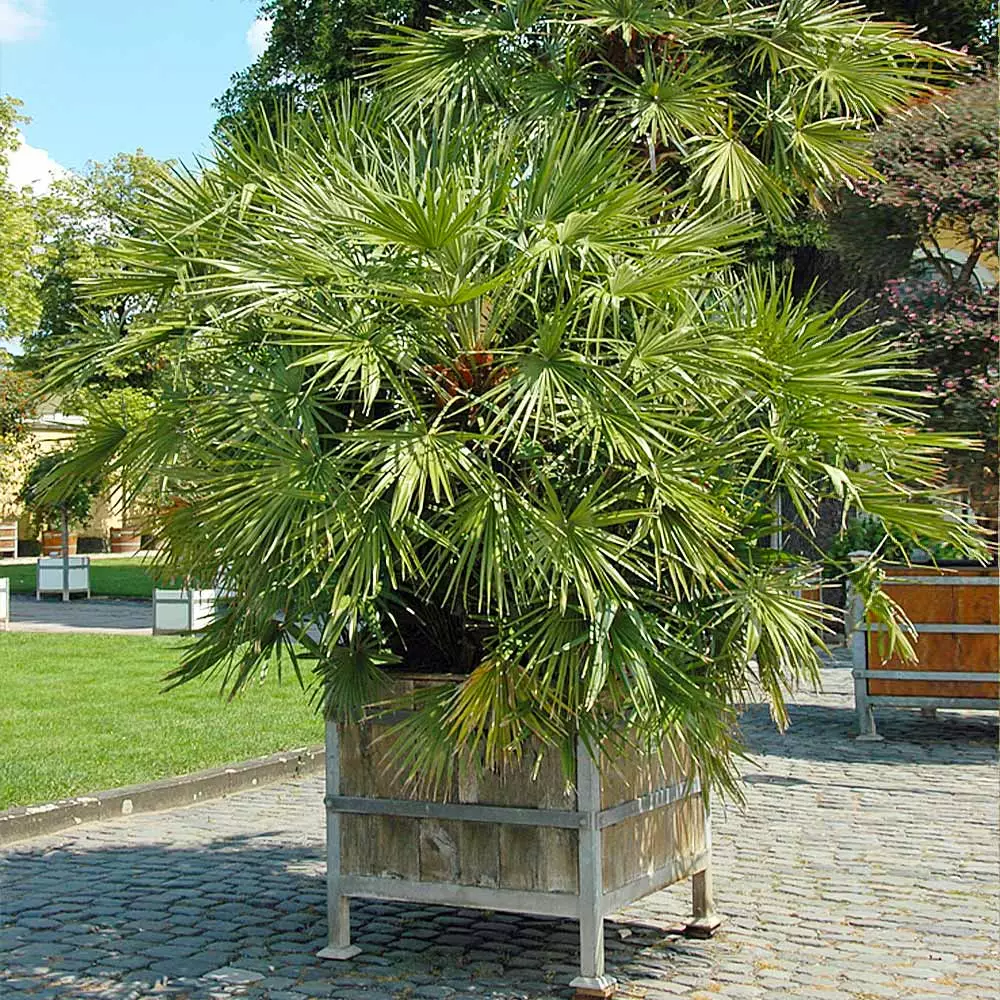 Brighter Blooms Palm Trees European Fan Palm Tree 5 Brighter Blooms Palm Trees European Fan Palm Tree
