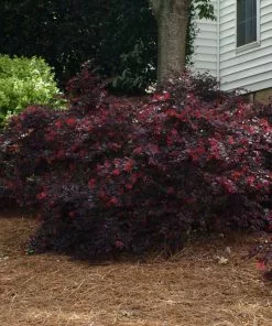 Brighter Blooms Ever Red Loropetalum Shrub Shrubs & Hedges 7 Brighter Blooms Ever Red Loropetalum Shrub Shrubs & Hedges