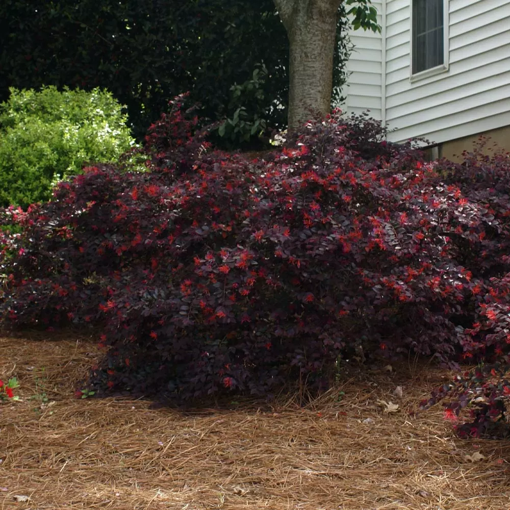Brighter Blooms Ever Red Loropetalum Shrub Shrubs & Hedges 4 Brighter Blooms Ever Red Loropetalum Shrub Shrubs & Hedges