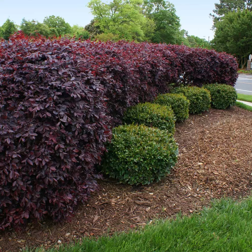 Brighter Blooms Ever Red Loropetalum Shrub Shrubs & Hedges 2 Brighter Blooms Ever Red Loropetalum Shrub Shrubs & Hedges