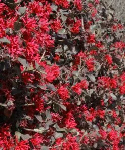 Brighter Blooms Ever Red Loropetalum Shrub Shrubs & Hedges 6 Brighter Blooms Ever Red Loropetalum Shrub Shrubs & Hedges