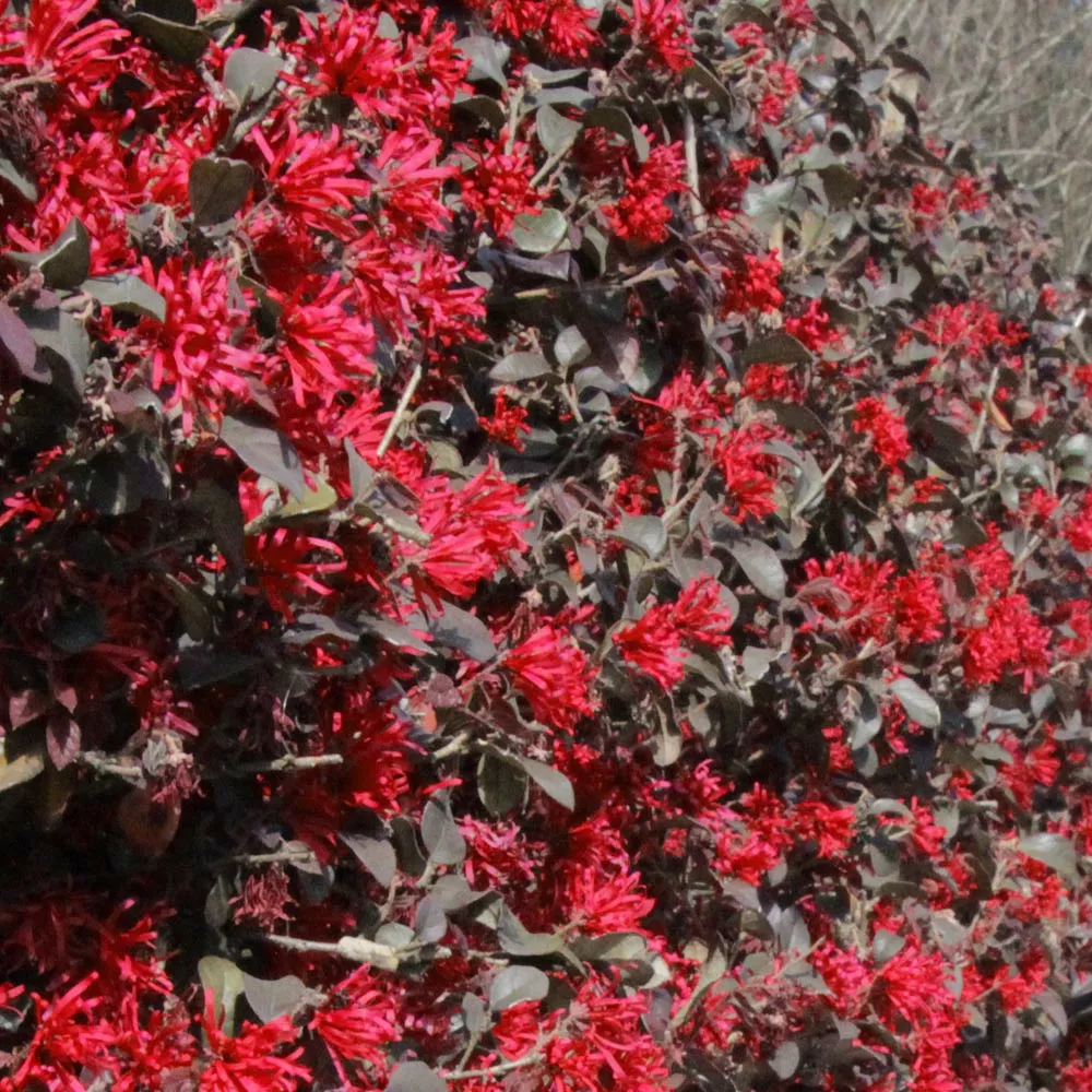 Brighter Blooms Ever Red Loropetalum Shrub Shrubs & Hedges 3 Brighter Blooms Ever Red Loropetalum Shrub Shrubs & Hedges