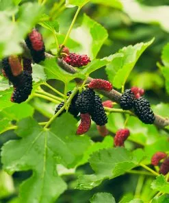 Brighter Blooms Everbearing Mulberry Tree Fruit Trees 6 Brighter Blooms Everbearing Mulberry Tree Fruit Trees