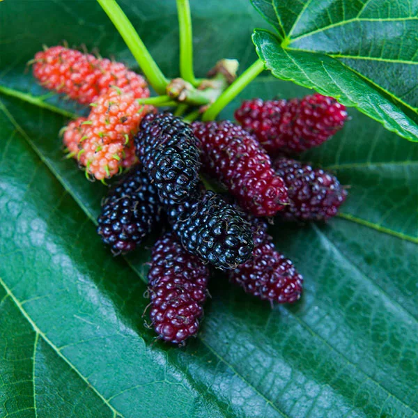 Brighter Blooms Everbearing Mulberry Tree Fruit Trees 1 Brighter Blooms Everbearing Mulberry Tree Fruit Trees