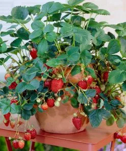 Brighter Blooms Everbearing Strawberry Plant Fruit Trees 11 Brighter Blooms Everbearing Strawberry Plant Fruit Trees