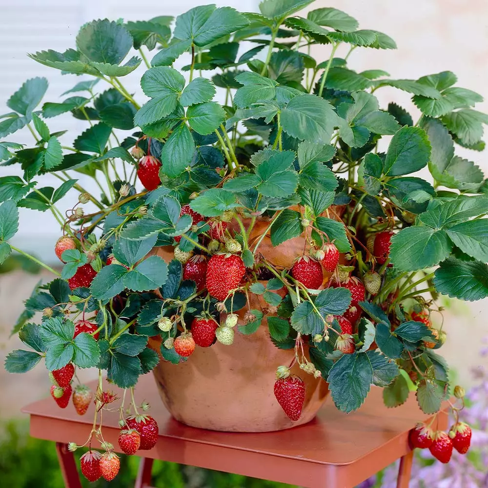 Brighter Blooms Everbearing Strawberry Plant Fruit Trees 6 Brighter Blooms Everbearing Strawberry Plant Fruit Trees