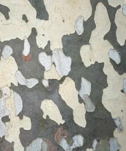 BrighterBlooms.com EXCLAMATION!™ London Planetree 13 BrighterBlooms.com EXCLAMATION!™ London Planetree