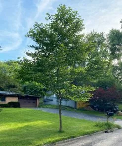 BrighterBlooms.com EXCLAMATION!™ London Planetree 9 BrighterBlooms.com EXCLAMATION!™ London Planetree