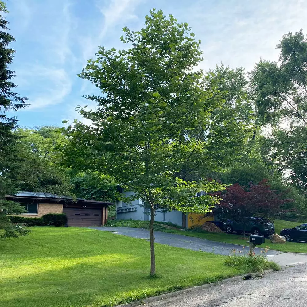 BrighterBlooms.com EXCLAMATION!™ London Planetree 3 BrighterBlooms.com EXCLAMATION!™ London Planetree