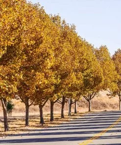 BrighterBlooms.com EXCLAMATION!™ London Planetree