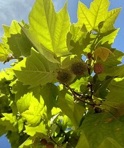 BrighterBlooms.com EXCLAMATION!™ London Planetree 12 BrighterBlooms.com EXCLAMATION!™ London Planetree