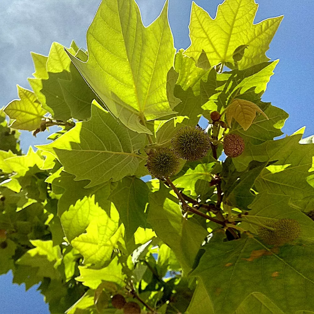 BrighterBlooms.com EXCLAMATION!™ London Planetree 6 BrighterBlooms.com EXCLAMATION!™ London Planetree