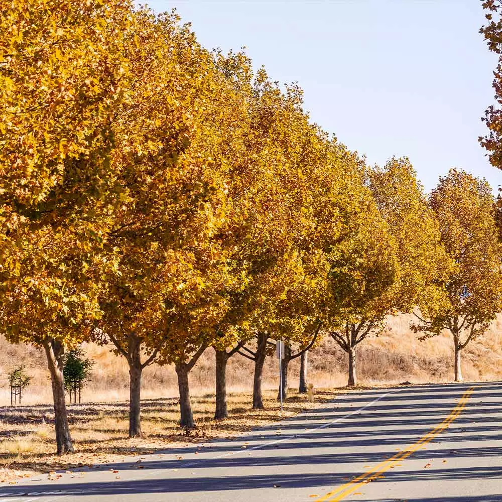 BrighterBlooms.com EXCLAMATION!™ London Planetree 2 BrighterBlooms.com EXCLAMATION!™ London Planetree