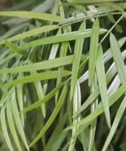 Brighter Blooms Fern Pine Tree Evergreen & Privacy